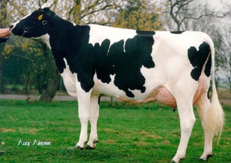 Double Dutch Southland Belle VG-88