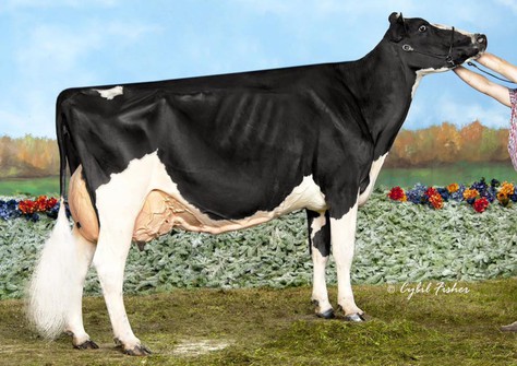 Double-D Mr Burns Jess RDC EX-94