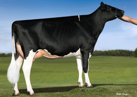 Double-Eagle Tango Hula VG-85