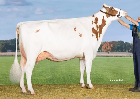 Drouner AJDH Aiko 1267 P-Red EX-90