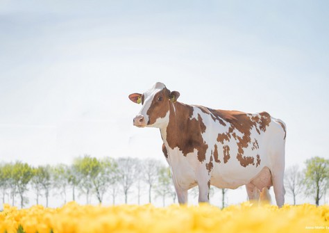 Drouner AJDH Aiko 1288 (Olympian) EX-91