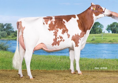 Drouner AJDH Aiko 1288 Red VG-88