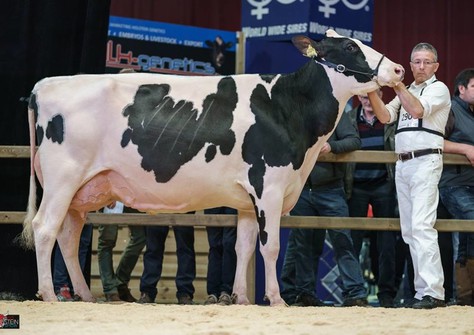 Drouner AJDH Gold Cosco VG-89