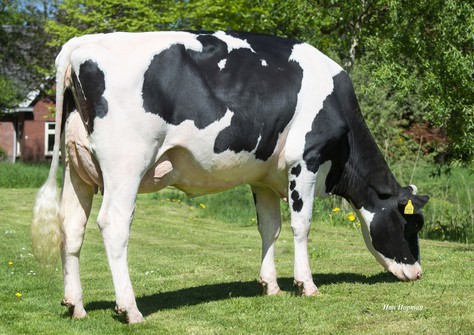 Drouner Cosco 1399 VG-88