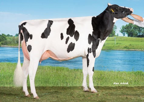 Drouner Cosmo 1446 VG-89