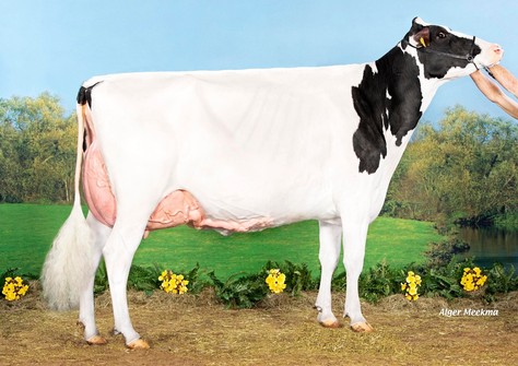 Drouner Cosmo 1836 EX-91