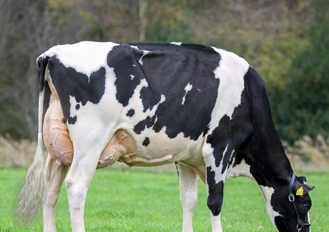 Drouner K&L Aiko 1557 RDC EX-90