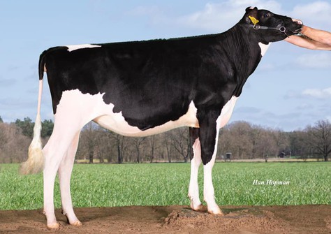 Drouner Sublima VG-85