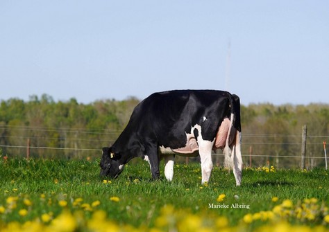 Drouner Sublima 2097 VG-88