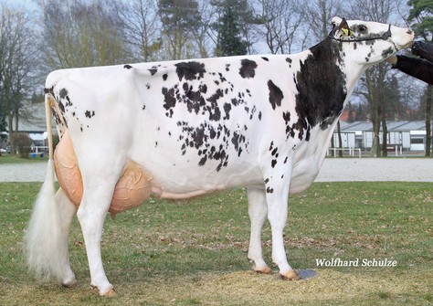 DT Spottie EX-93 (s. Derry), same family VG-87