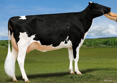 Duckett Chief Vanna VG-88