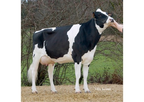 Tir-An Durham Jody/ R Renate VG-88 Tir-An Durham Jody/ R Renate VG-88