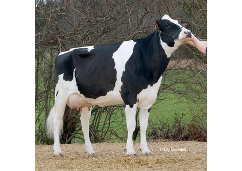 Tir-An Durham Jody/ R Renate VG-88