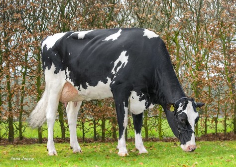 Dykster 3STAR Albertine G-76