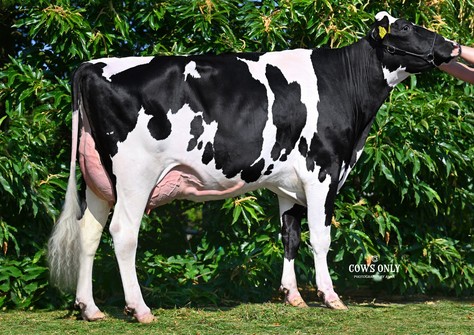 Dykster 3STAR Algetta VG-86