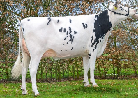 Dykster 3STAR Rivana 