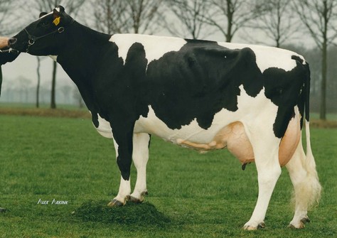 Dykster Josina 50 VG-88