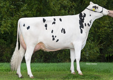 Dykster K&L SD Carry VG-88