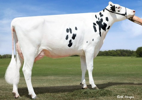 Dymentholm Sunview Scoby RDC VG-88