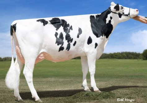 Dymentholm Sunview Sunday VG-87