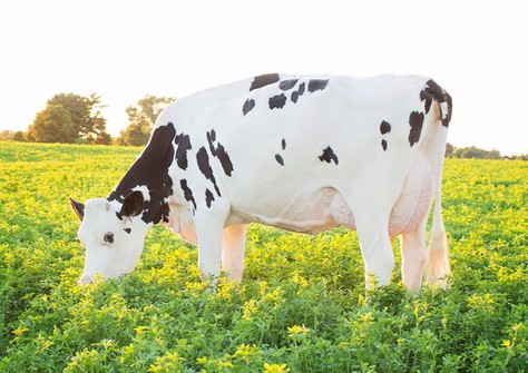 Dymentholm Sunview Sunday VG-87