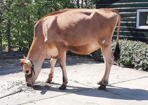 Dynamic Velvet 3 VG-86