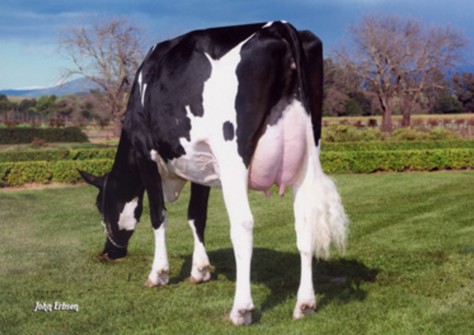 Early-Autumn Golden Rae EX-93