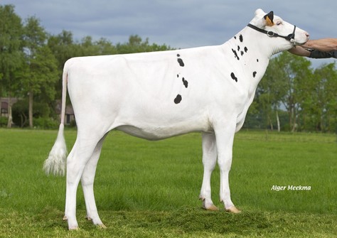 Eastview Blanche VG-85