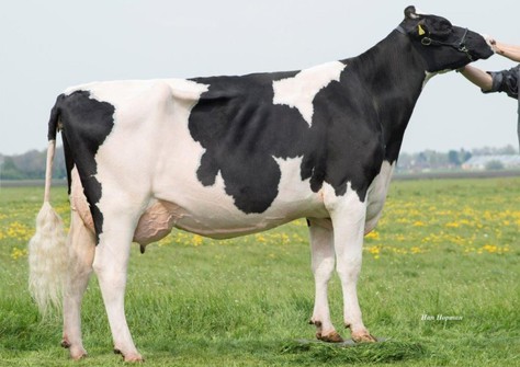 CEH Mandoline VG-86