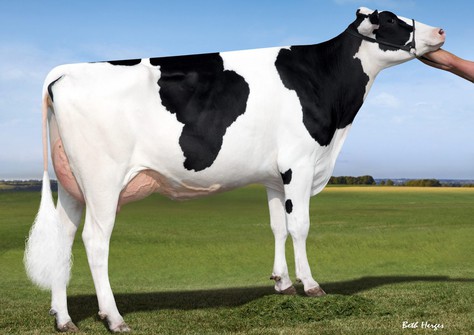 EDG Ruby Uno Randi VG-87