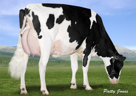EDG Ruby Uno Riza EX-91 EDG Ruby Uno Riza EX-91