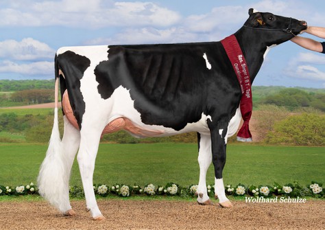 Wilt Elaya VG-87