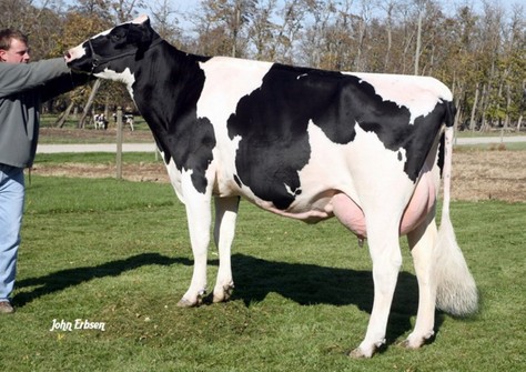 Crocket-Acres Elita VG-87