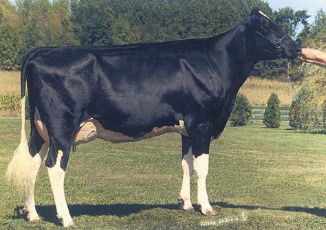 Wauregan Rudolph Elly Mae EX-90