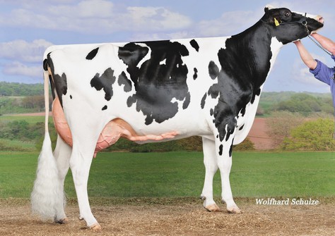 RR Eluisa VG-89