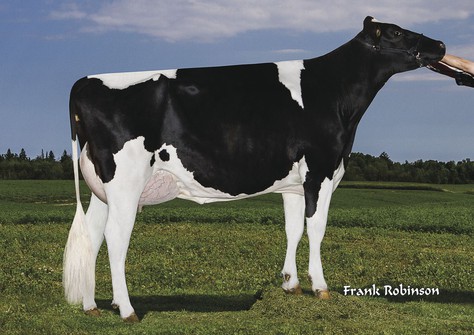 End-Road Morden Maze VG-88