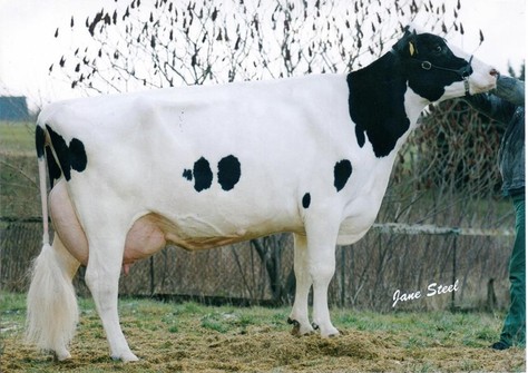 Engstad QF Lad Madleine EX-94