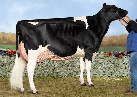 Teal EX-94 (Goldsun x Tyra EX-94) EX-93