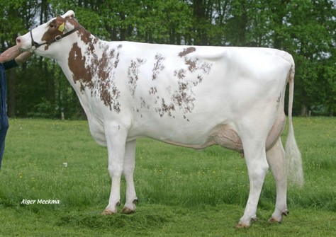 Etaregge Burns A Margrit Red VG-86