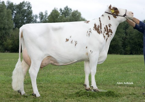 Etaregge Fide A Marcella Red VG-85