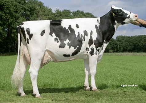 Etaregge Kian Asmira 4 RC VG-86