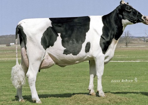 Ever-Green-View Elsa VG-89