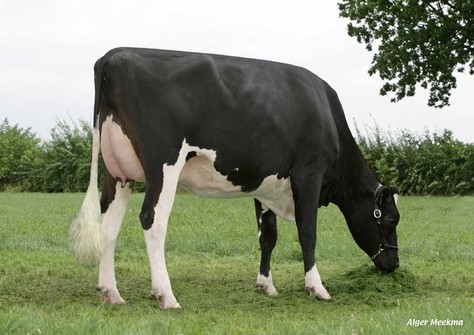 Excelence MAC Melissa VG-87