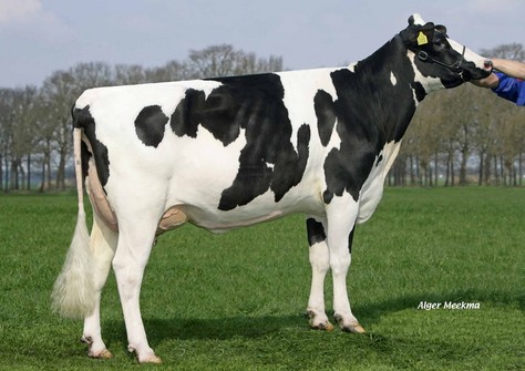 FG Elsie 5 VG-85