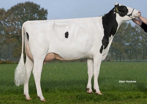 FG Feline VG-86