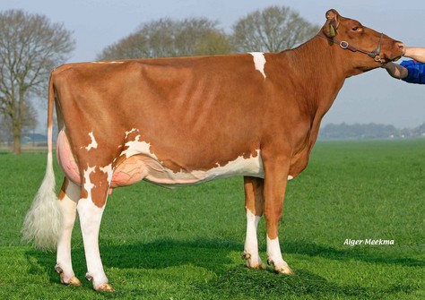 FG Massia 106 VG-86