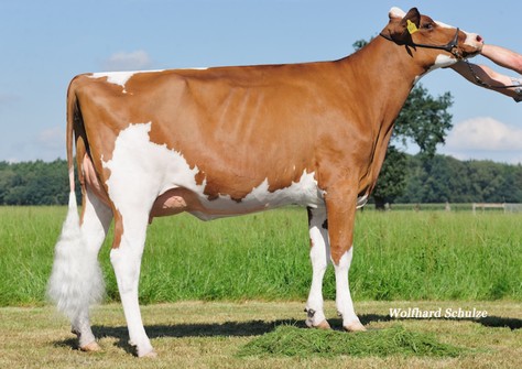 FG Samira VG-86