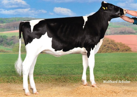MHD Uno Fioka P RDC VG-85 MHD Uno Fioka P RDC VG-85