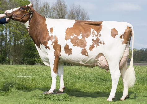 Fiona 35 VG-86