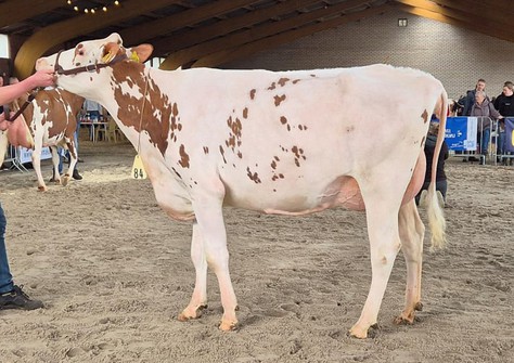 Diekers 3STAR OH Florijn VG-87